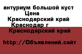 антуриум большой куст › Цена ­ 400 - Краснодарский край, Краснодар г.  »    . Краснодарский край